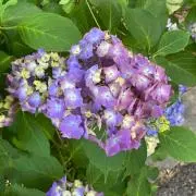 紫陽花の画像
