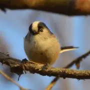 ちゅんり 【即日発送】