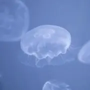 海月