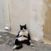 ルイボスティーの画像