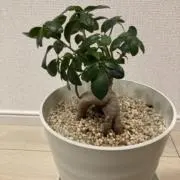 ぱうぱうの画像
