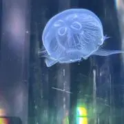 ゆずの画像