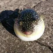 くさふぐの画像
