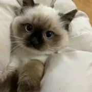 ℳの画像