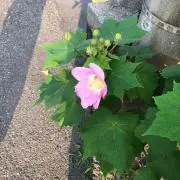 ガンちゃん