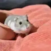 ＊インナーマスク隊長アカシ＊の画像