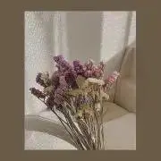 sakuの画像