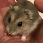にーむ