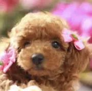 さくら☆*。の画像
