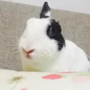 KANAの画像