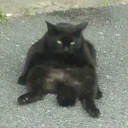 くろの画像
