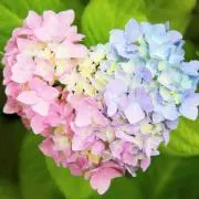 彩華の画像
