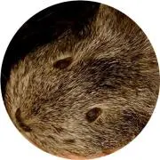 さくま(プロフ必読願います)の画像
