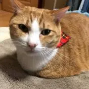 けんじ