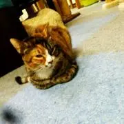 コッペパン