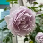angelf2007の画像