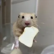 ちくわʕ•ﻌ•ʔฅの画像