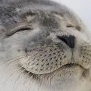 Akiの画像