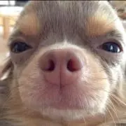 びーちゃんの画像