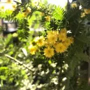 kodemariの画像