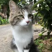 とろろの画像
