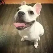 chip☆の画像