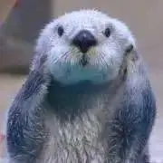 らっこ@