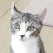 mocotoの画像