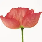 花．の画像