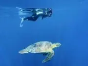 にゃじらの画像