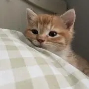 nyaの画像