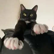 ゴジラの画像