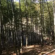 まつ