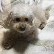 ルルラーの画像