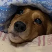 舞子
