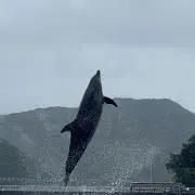 やしたまの画像