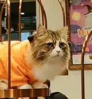 ねこたぬきの画像