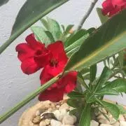 花の画像