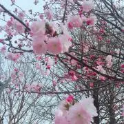 みーの画像