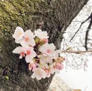 kokokokoの画像