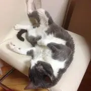 あんちゃんの画像