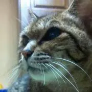 M.T