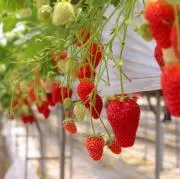 いちまるの画像
