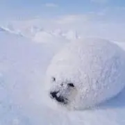 あざらしの画像