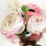 キラの画像