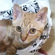 Leonの画像
