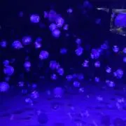 かぼちゃの画像