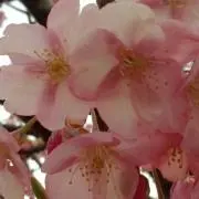 まかたな