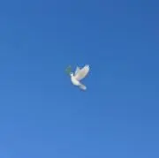 ユリも。の画像