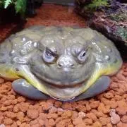カリントウ